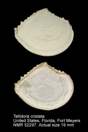 Tellidora cristata.jpg - Tellidora cristata(Récluz,1842)